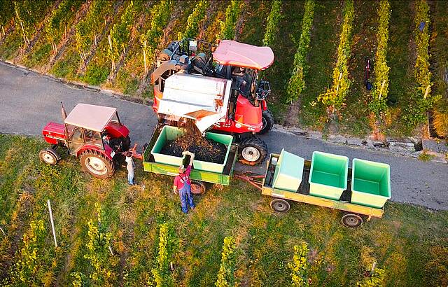 Traubenvollernter von oben