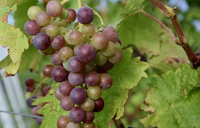 Die Trauben verfärben sich 