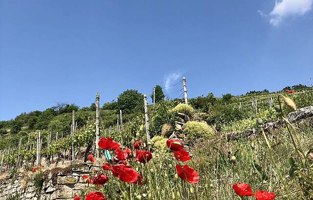 Kontraste im Weinberg