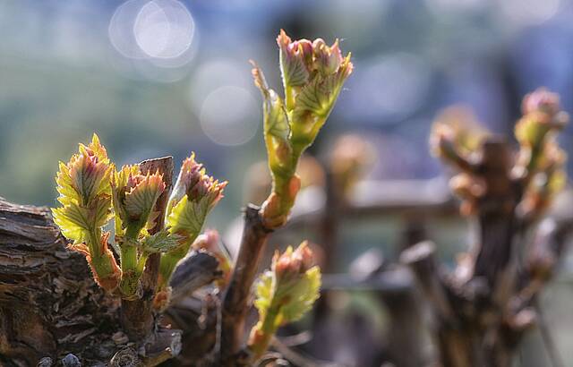 Spring is in the Air