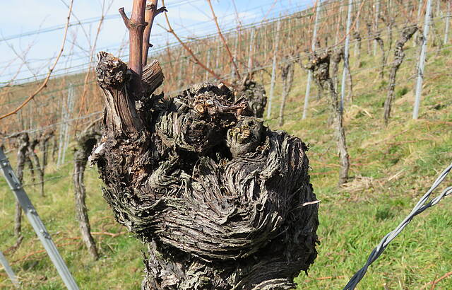 Jeder Rebstock hat sein eigenes Gesicht