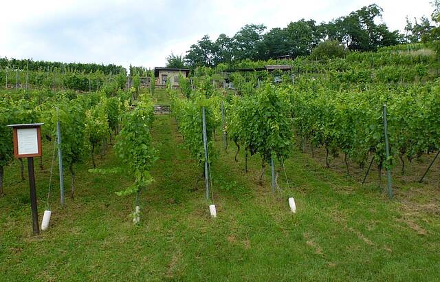 Weinheimat Würrtemberg