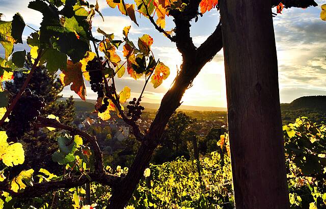 Weinberg Breitenholz 5