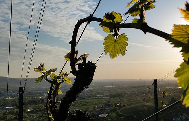 Es grünelt im Wengert!