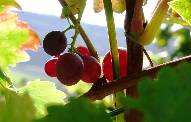 Trauben im Herbst