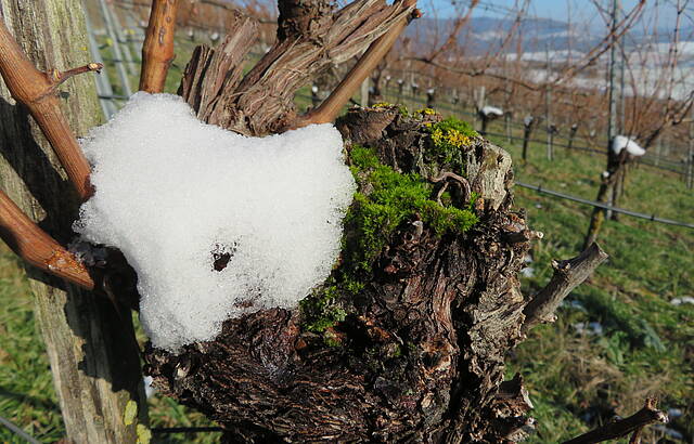 Winterherz für Wein