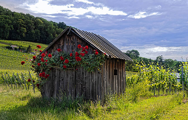 Altes Wengerthäusle