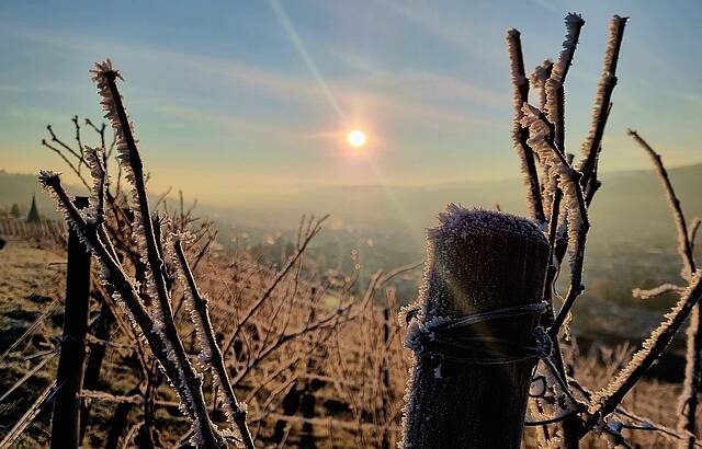 Winterfrost im Wengert
