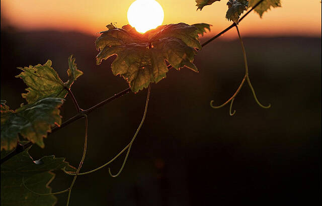 Sommerabend im Weinberg