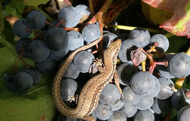 Eidechse trifft Weintraube