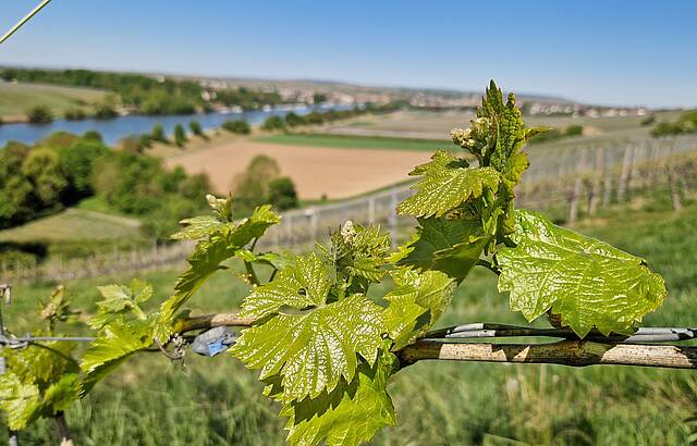 Lauffener Weinberge um Frühlingskleid