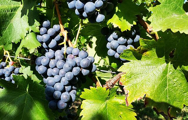 Bilderbuchtrollinger