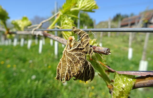 Schaden und Hoffnung