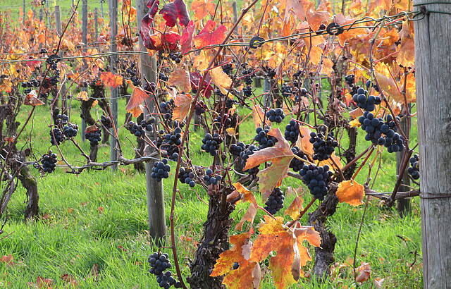 Novembertrauben 