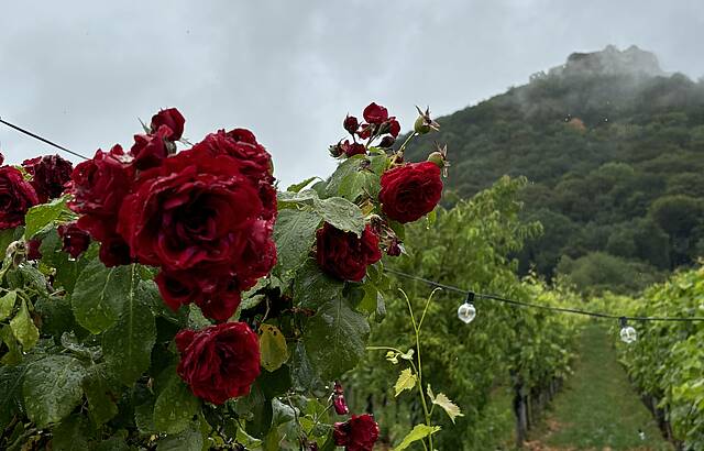 Regen und Rosen