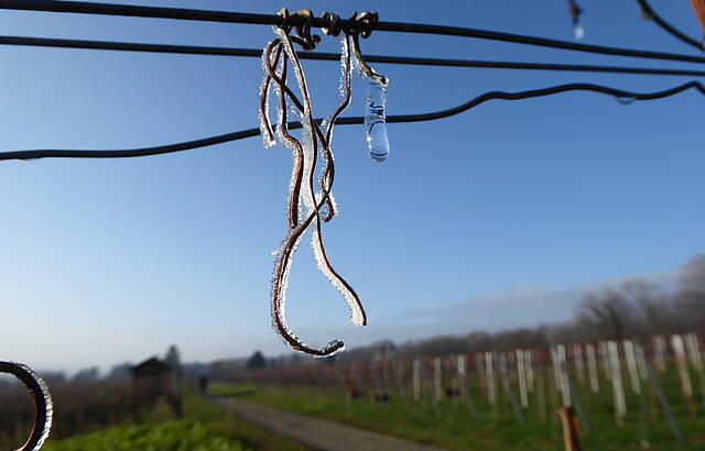 Vergängliche Schönheit