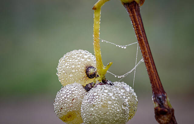 Die letzten Weintrauben