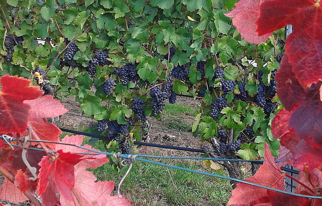 Roter Blätterrahmen