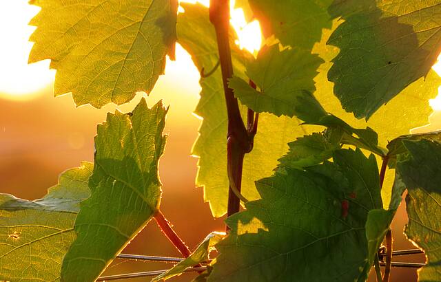 sonnendurchflutetes Weinlaub