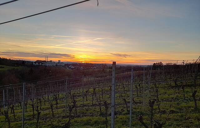 Sonnenuntergang im Weinberg 