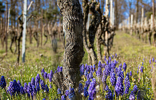 Die ersten Trauben sind schon da 