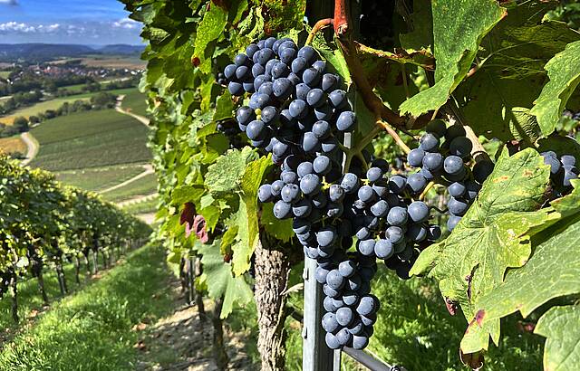 "Pflück mich!" Ich bin reif fü die Flasche