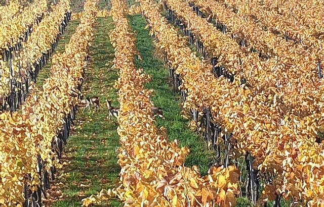 Rehe in herbstlichen Weinbergen