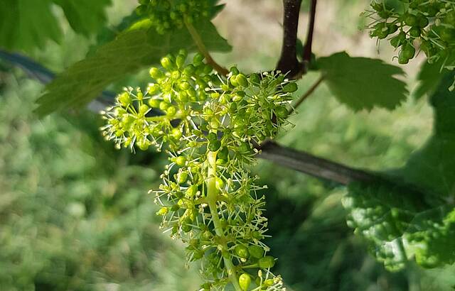Traubenblüte