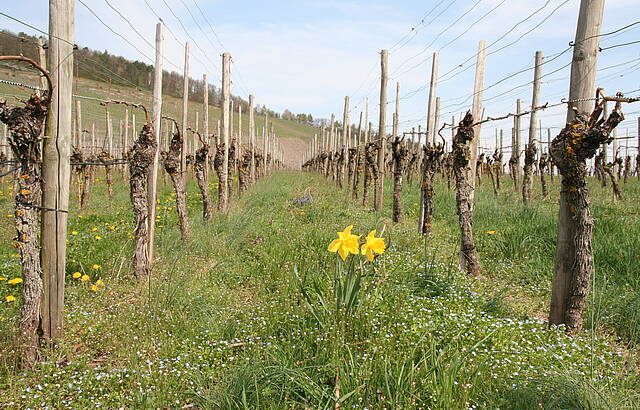 Erste Frühlingsboten