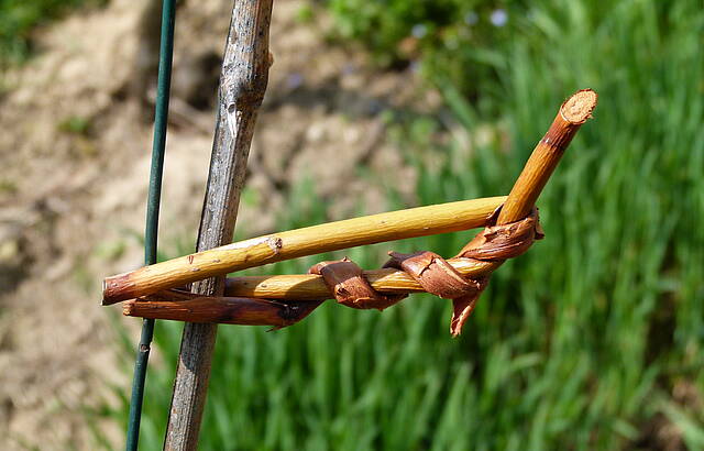 Tradition im Weinberg