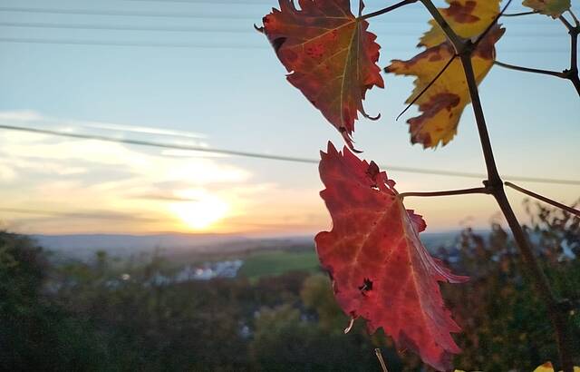 Letztes Blattgrün in Hebstfärbung im Abendlicht