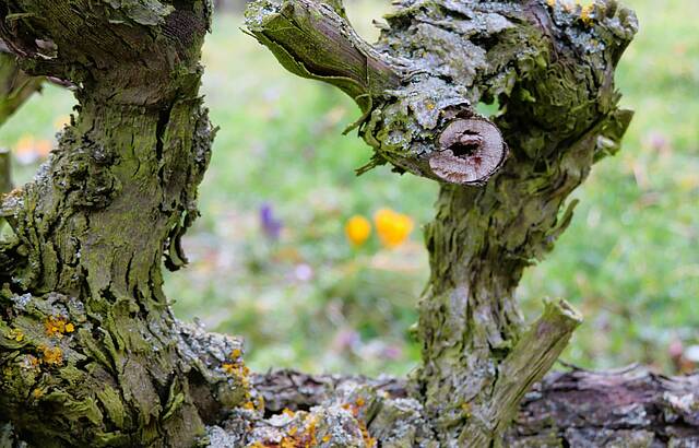 erste Frühlingsboten