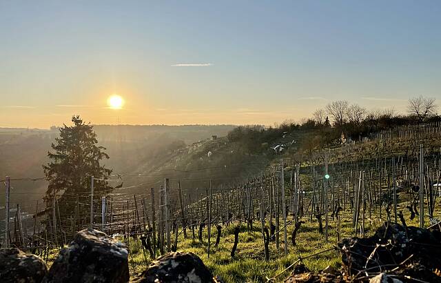 Sonnenuntergang in den Weinbergen von Markröningen 