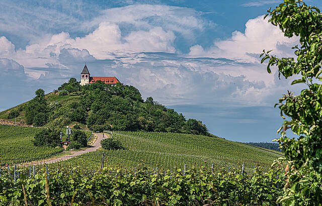 Weinberge am Michaelsberg (2)