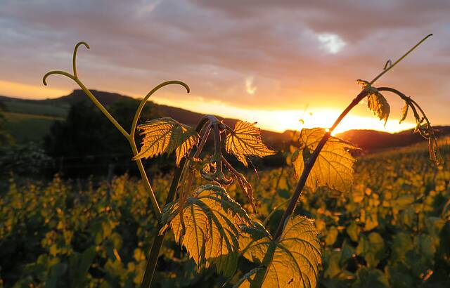  Abendsonne küsst Weinblatt