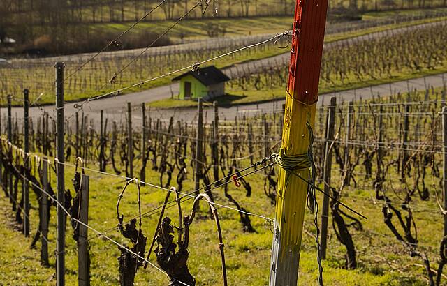 der Frühling klopft am 13.02. schon mal an