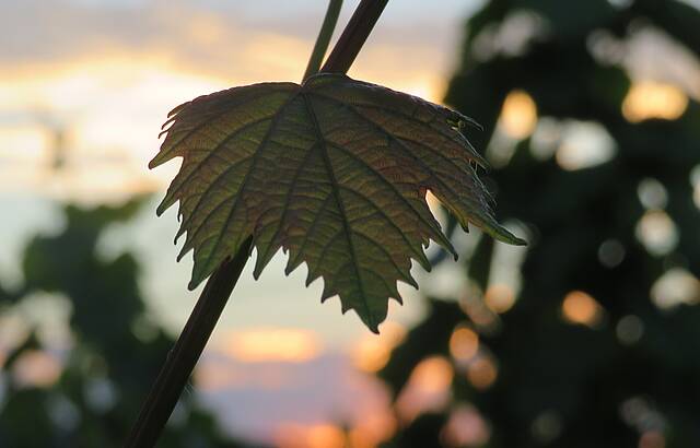 Weinlaub in funkelnder Abendsonne
