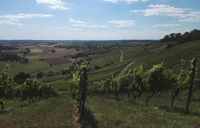Weinberge bei Oberderdingen (Horn)
