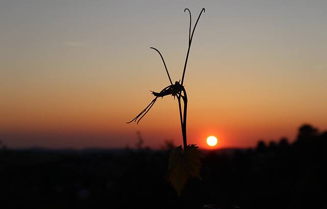 Immer der Sonne entgegen ............