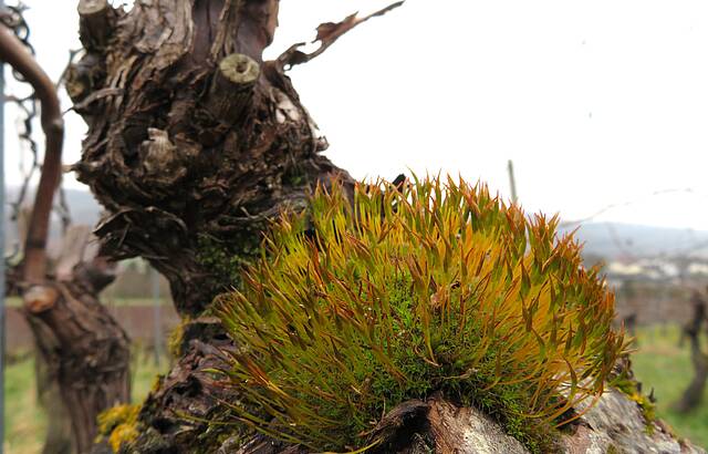 Hornzahnmoos auf Rebe