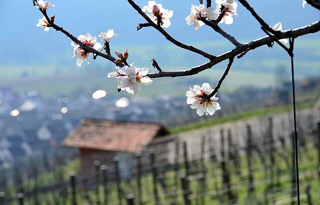 Startschuss in den Frühling