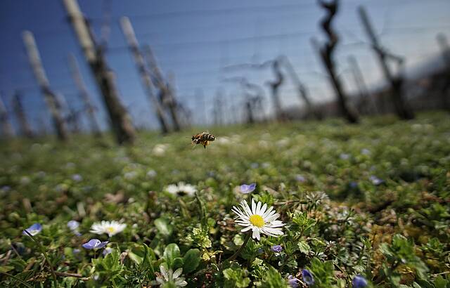 Fleißiger Arbeiter im Wengerd