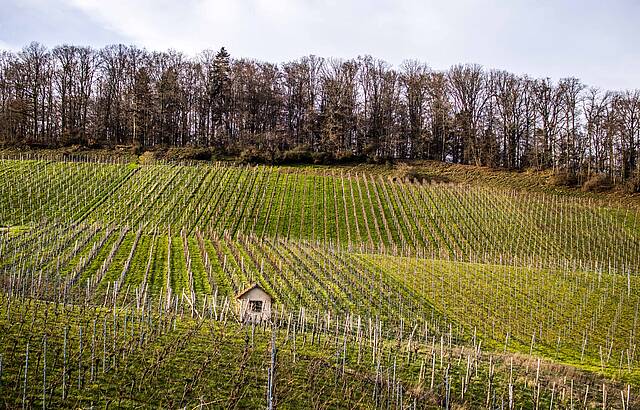 Ein neues Weinbergjahr