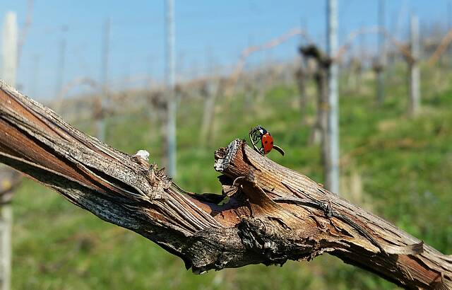 Frühling im Wengert