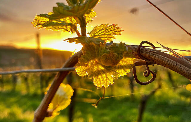 Erste Triebe an der Rebe