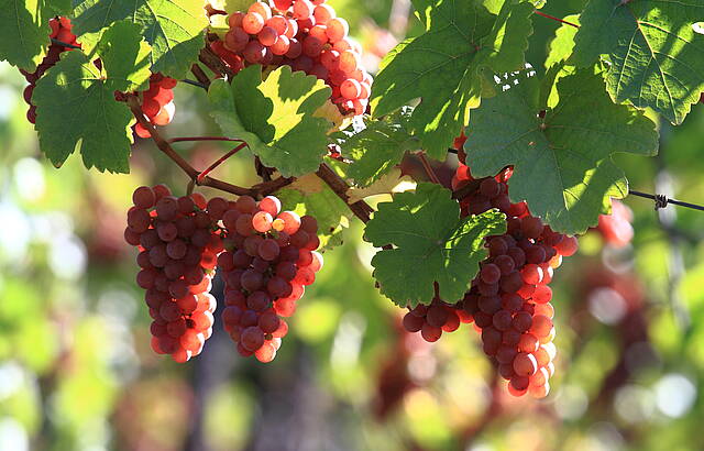Obertürkheimer Gewürztraminer