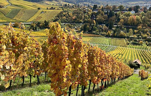 Gelb soweit das Auge reicht