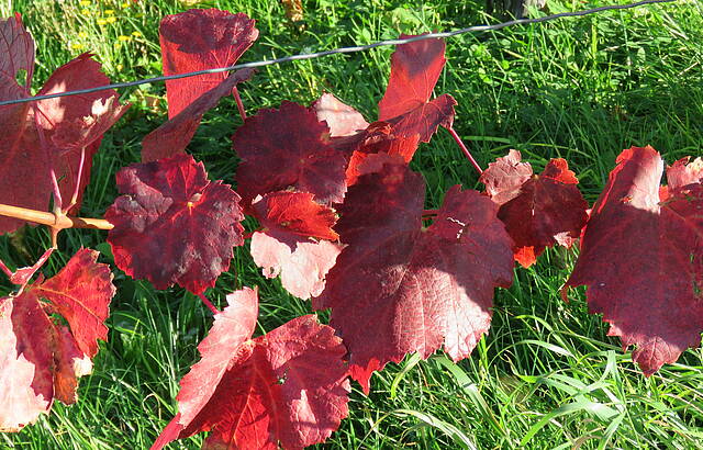 der Kappelberg - Fellbacher Hausberg - 