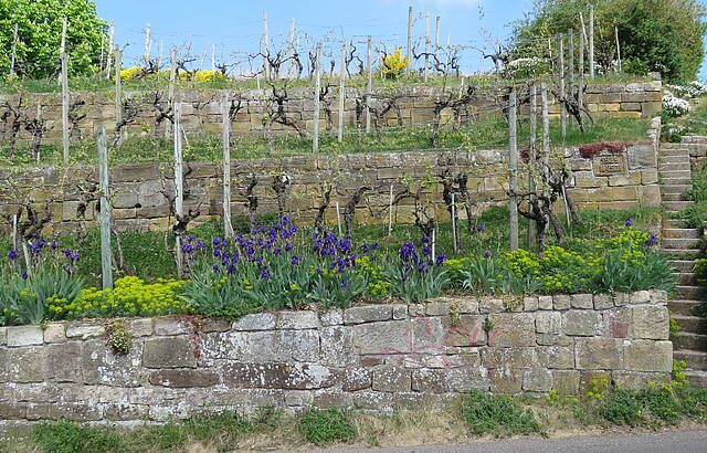 Wengert auf dem Rotenberg (Ortsteil von Stuttgart)