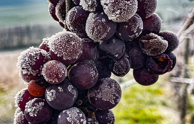 Eiswein oder Traubeneis?